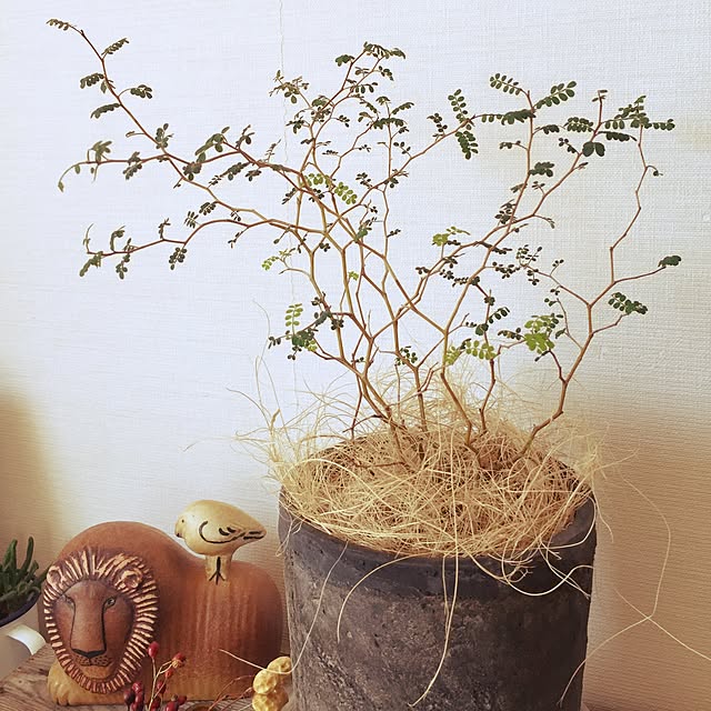 anemoneさんの実例写真