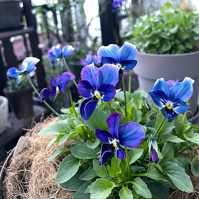 shiropenguinさんの実例写真