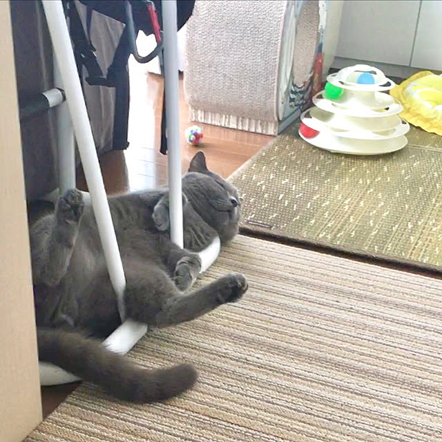 kittyさんの実例写真
