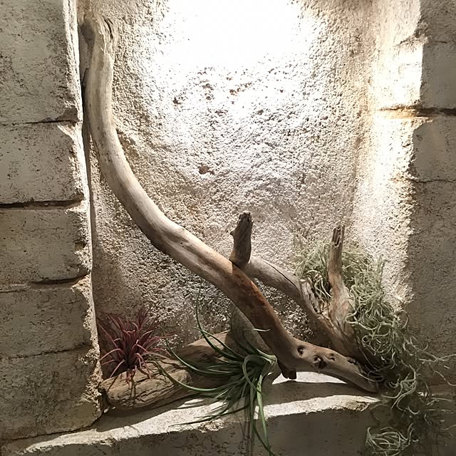 676mocaさんの実例写真