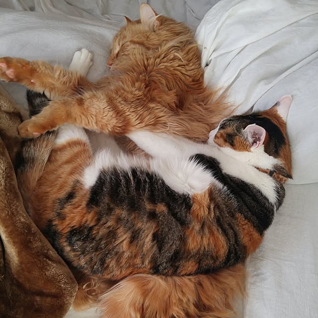 l..tomesanさんの実例写真