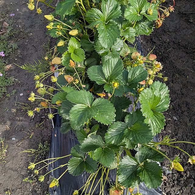 machikomamaさんの部屋