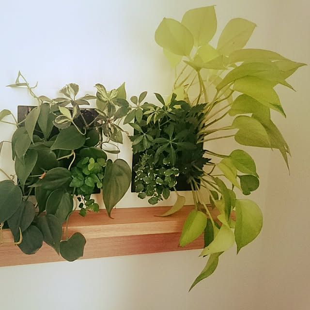 Jcさんの実例写真