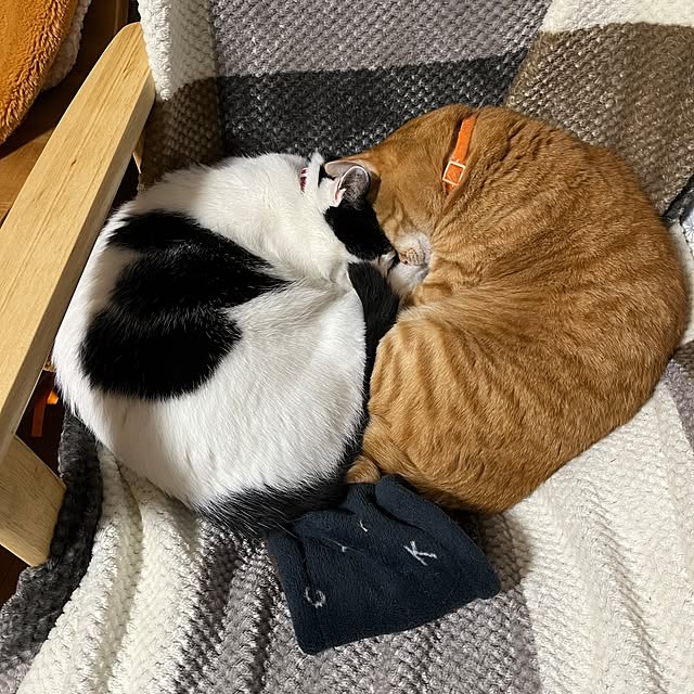 kiyohima229さんの実例写真