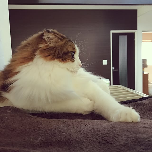 osanさんの実例写真