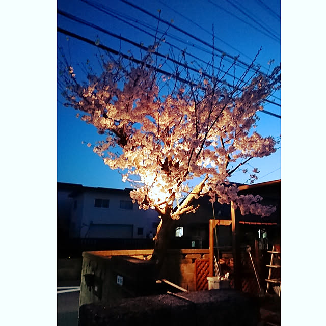 Toraziさんの実例写真