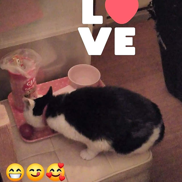 catloveさんの実例写真