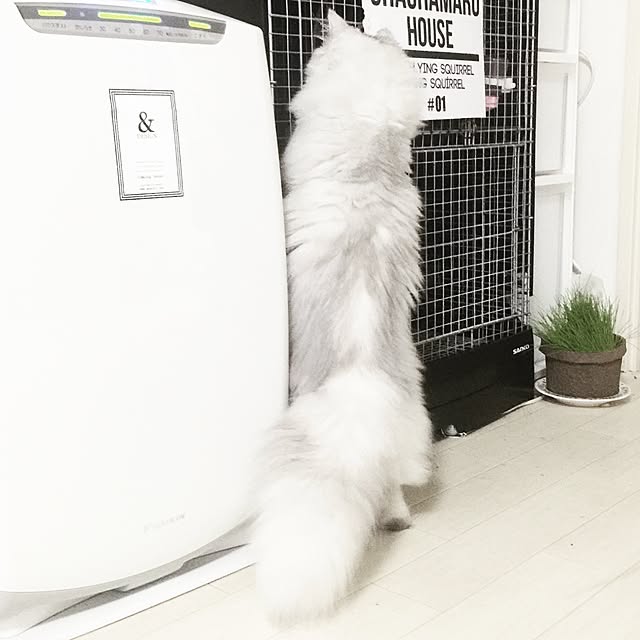 cocoさんの実例写真