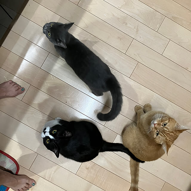nekoさんの部屋