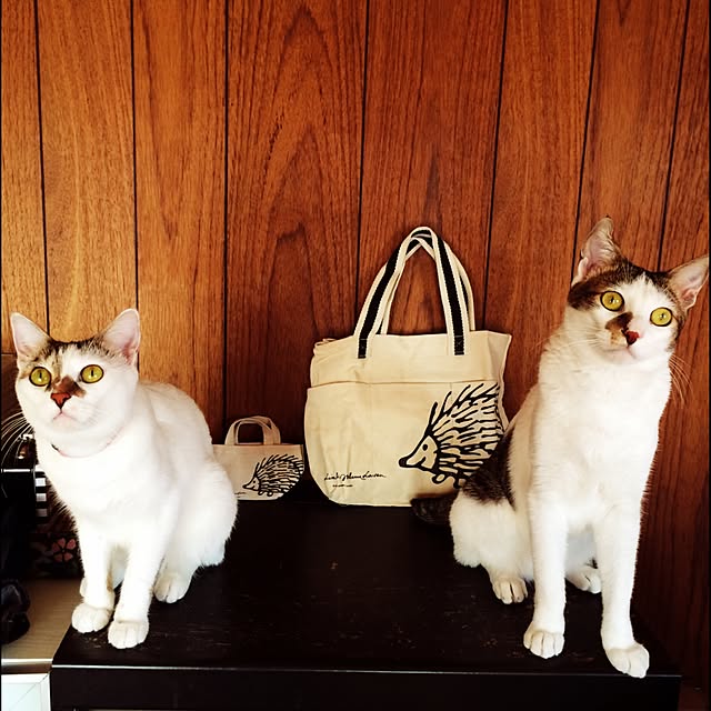 perro_gatoさんの実例写真