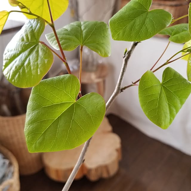 midoriさんの部屋