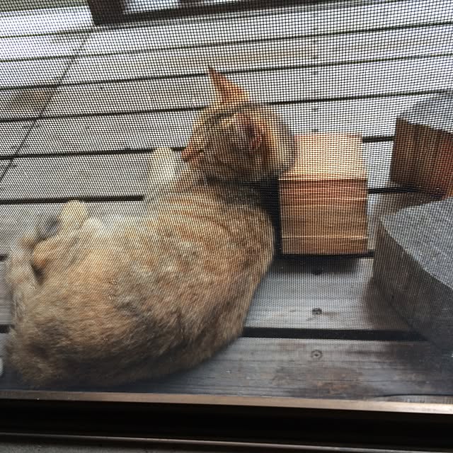 poncocoberryさんの実例写真