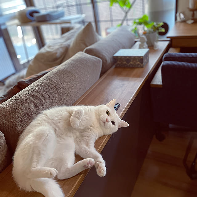 Yukinekoさんの実例写真