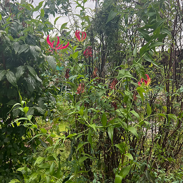 nannoさんの部屋