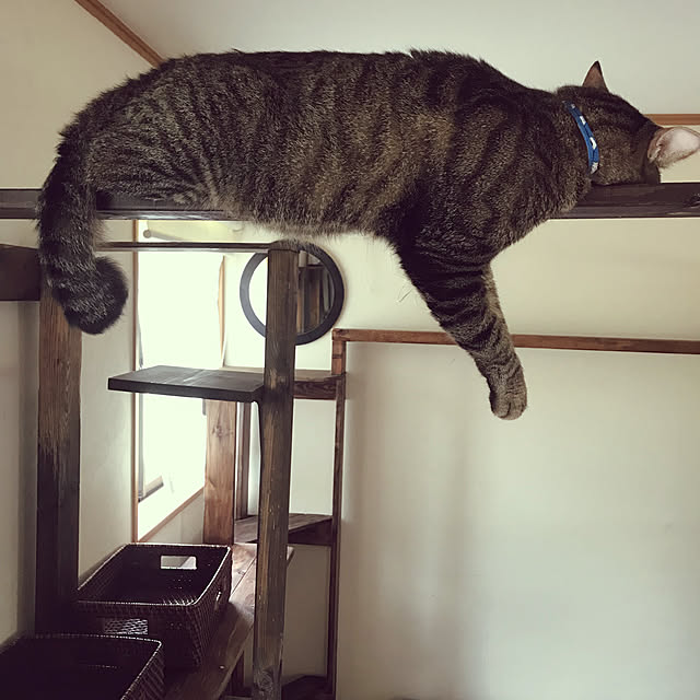 mikan161さんの実例写真