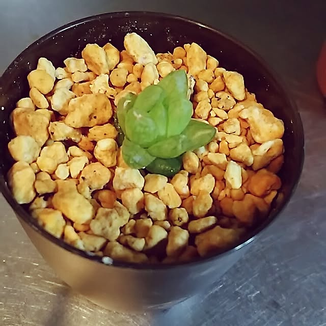 kazuminさんの実例写真