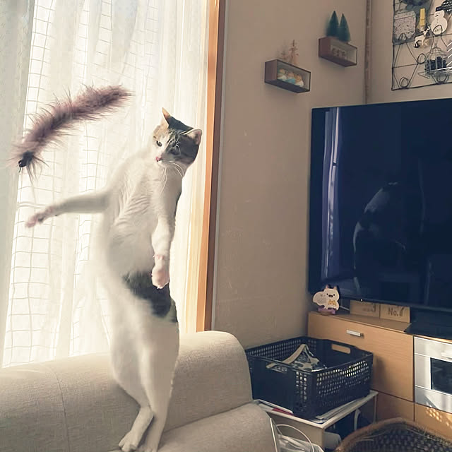 Lufuさんの実例写真