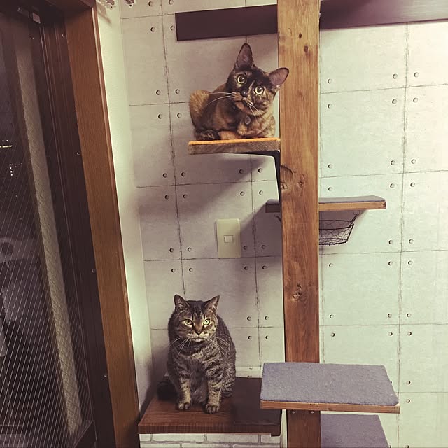 Toraさんの実例写真