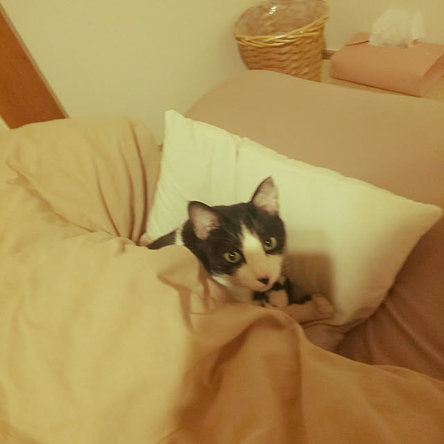 oseroさんの実例写真