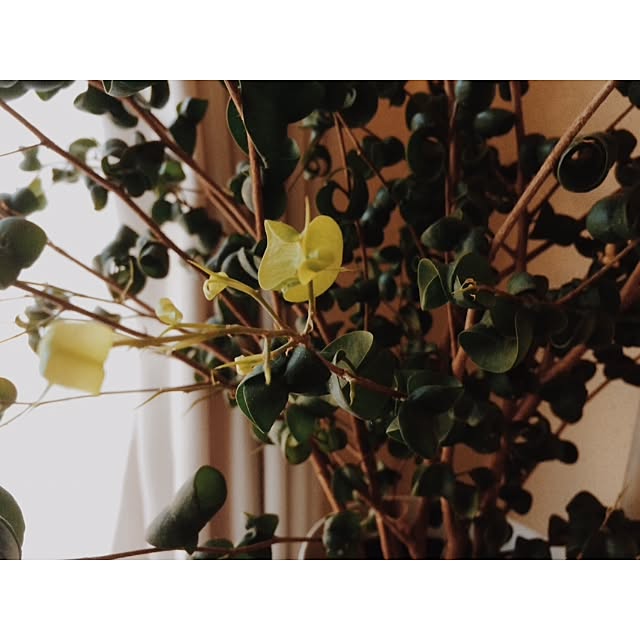 maoさんの実例写真