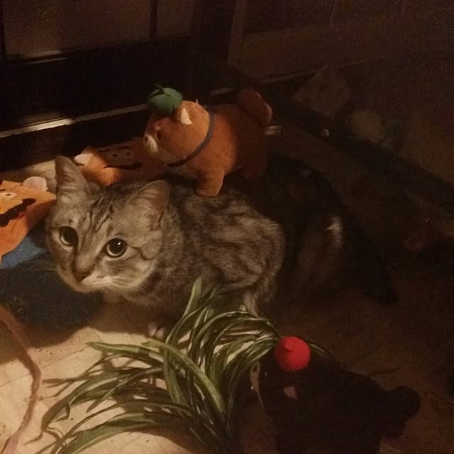 annさんの実例写真