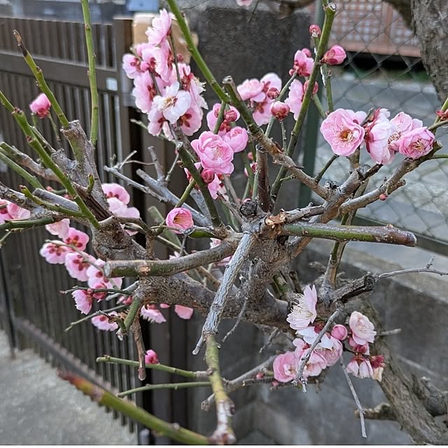 ku-garnet18さんの部屋