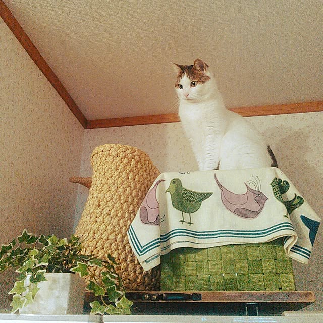 amelliaさんの実例写真