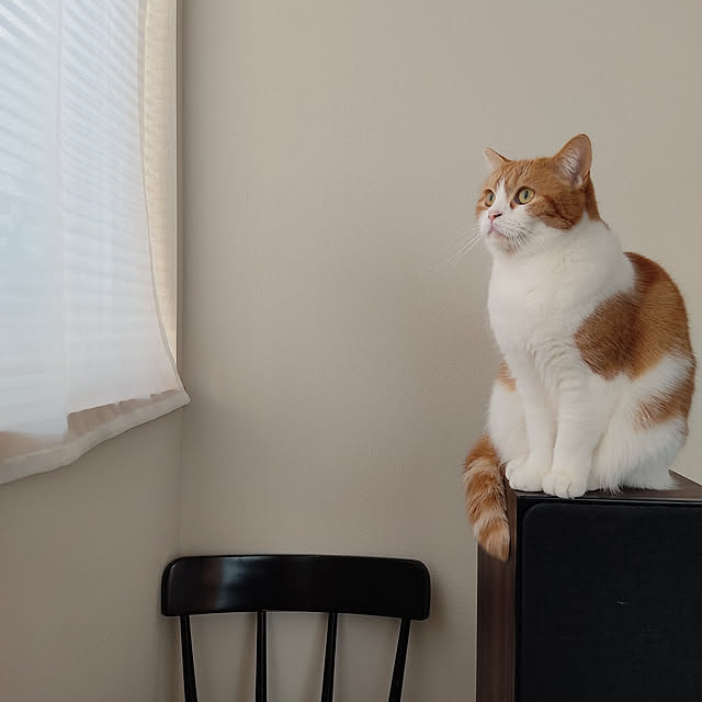 Coney_Island_NYさんの実例写真