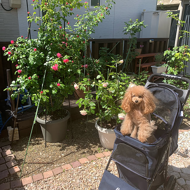 ROSEさんの実例写真