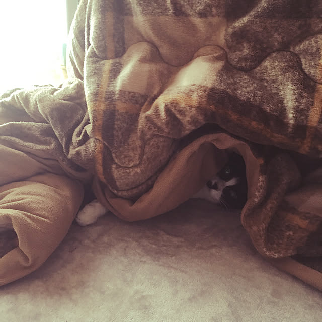 nekoさんの実例写真