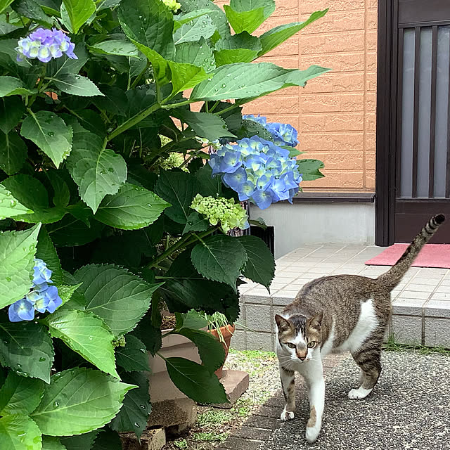 haruminさんの実例写真