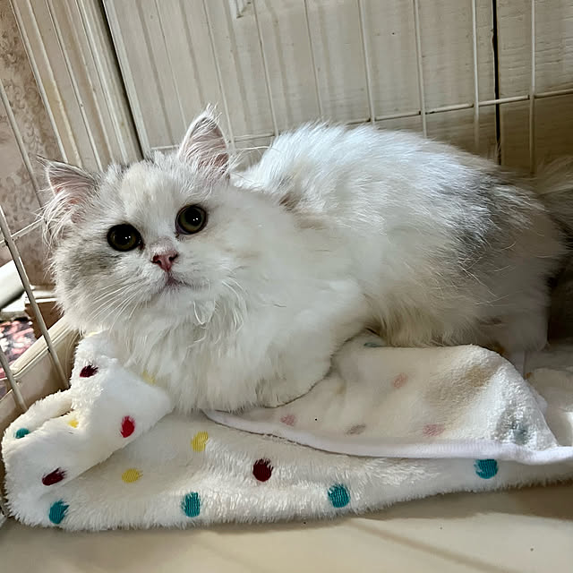 AYUKOさんの実例写真
