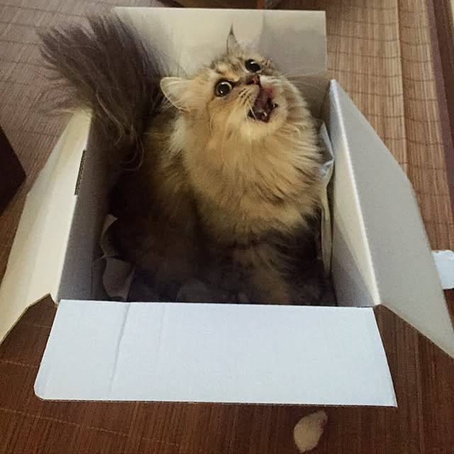 butachanさんの実例写真