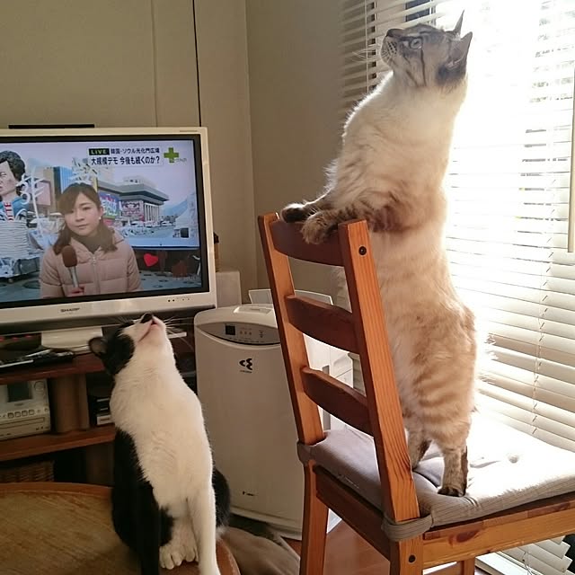 kazaneさんの実例写真