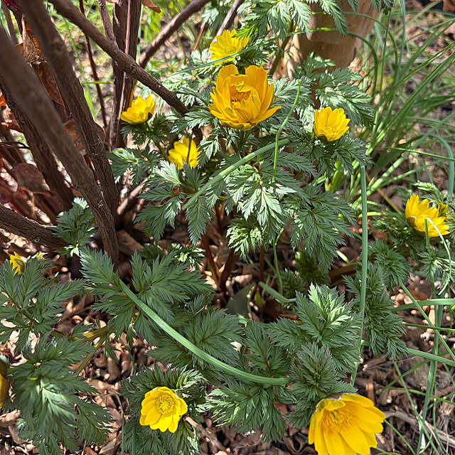 ronronさんの部屋