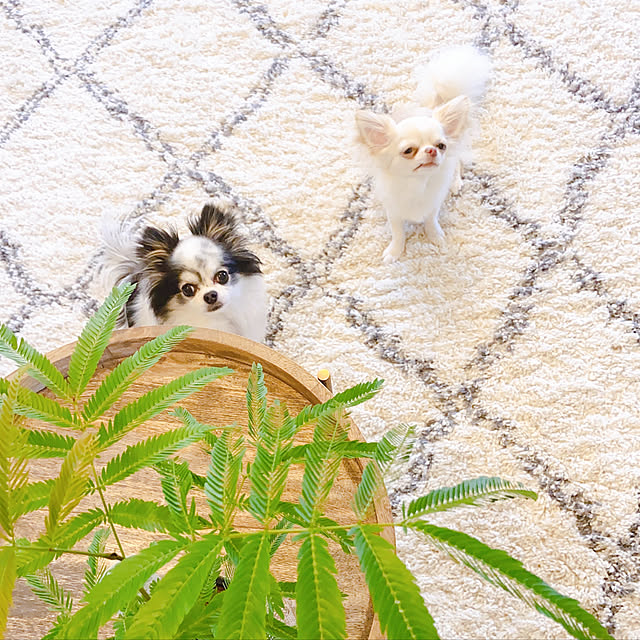 marrococoさんの実例写真