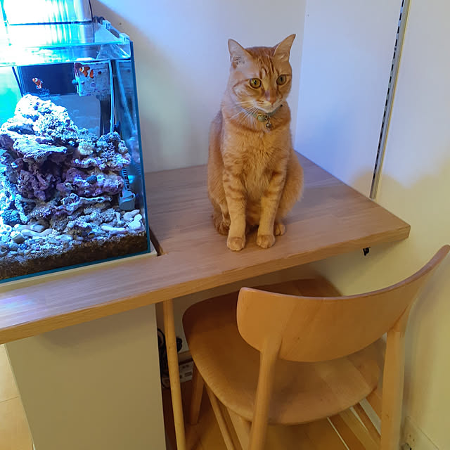 amtさんの実例写真