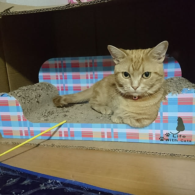 shinobuさんの実例写真