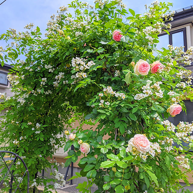 Midoriさんの実例写真