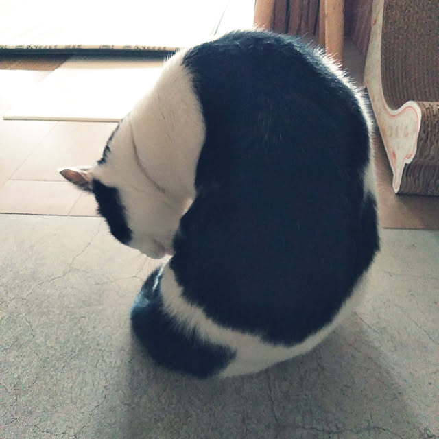futukoさんの実例写真