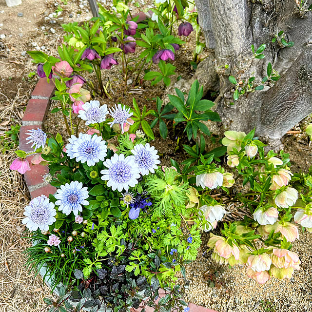 koereeさんの実例写真