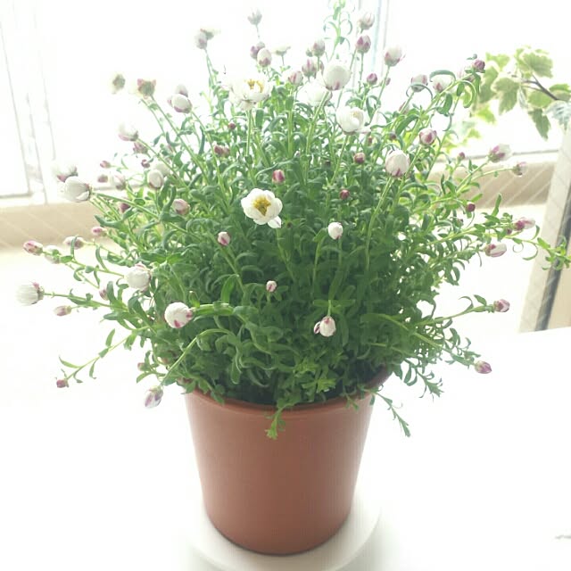 ベッド周り/観葉植物/一人暮らし/シンプル/花かんざし...などのインテリア実例 - 2016-03-19 13:25:26