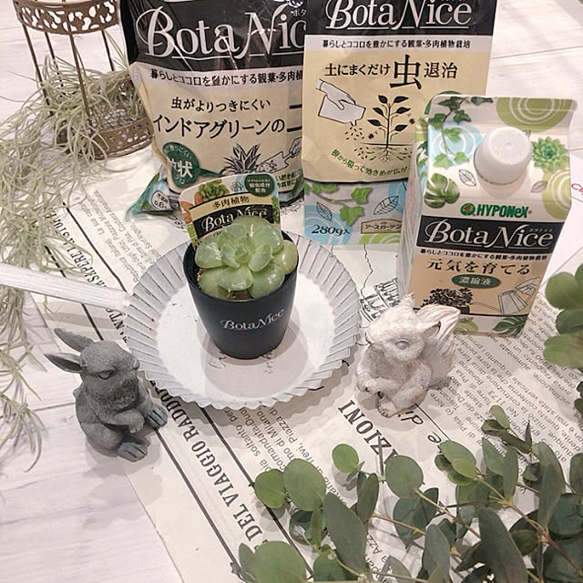 doremiさんの実例写真