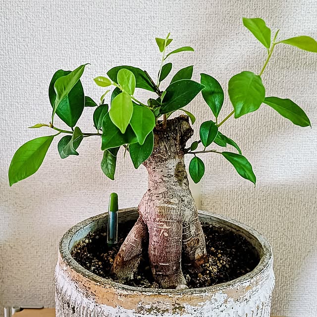 hanachanさんの実例写真