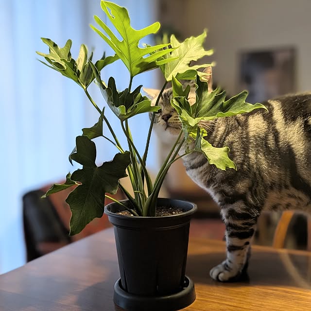 lovepeaceさんの実例写真