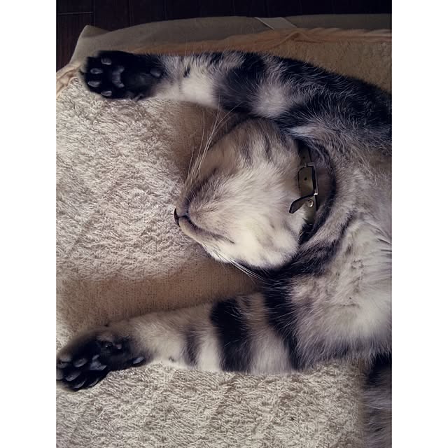jnkaiさんの実例写真
