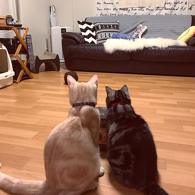 hiyupan88さんの実例写真