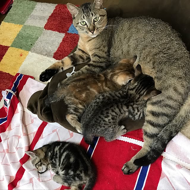 pepeさんの実例写真