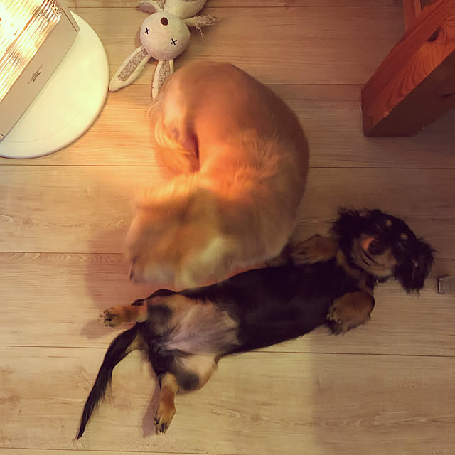 uninekoさんの実例写真