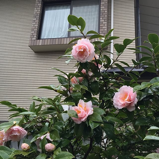 satochanさんの実例写真